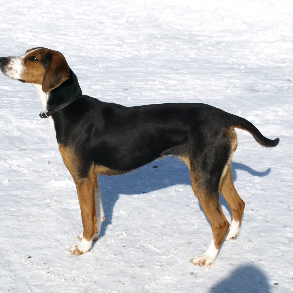 Finnish Hound dog