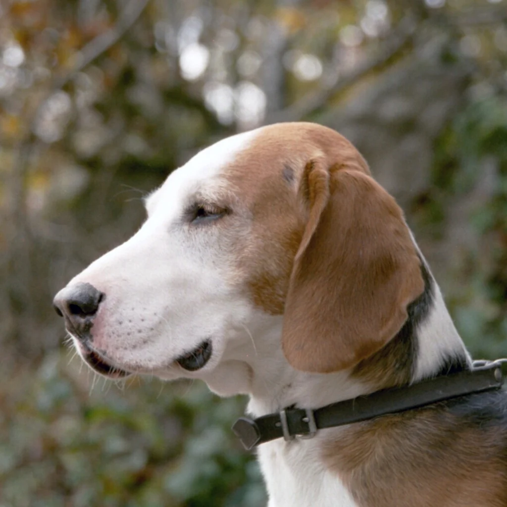 German Hound dog