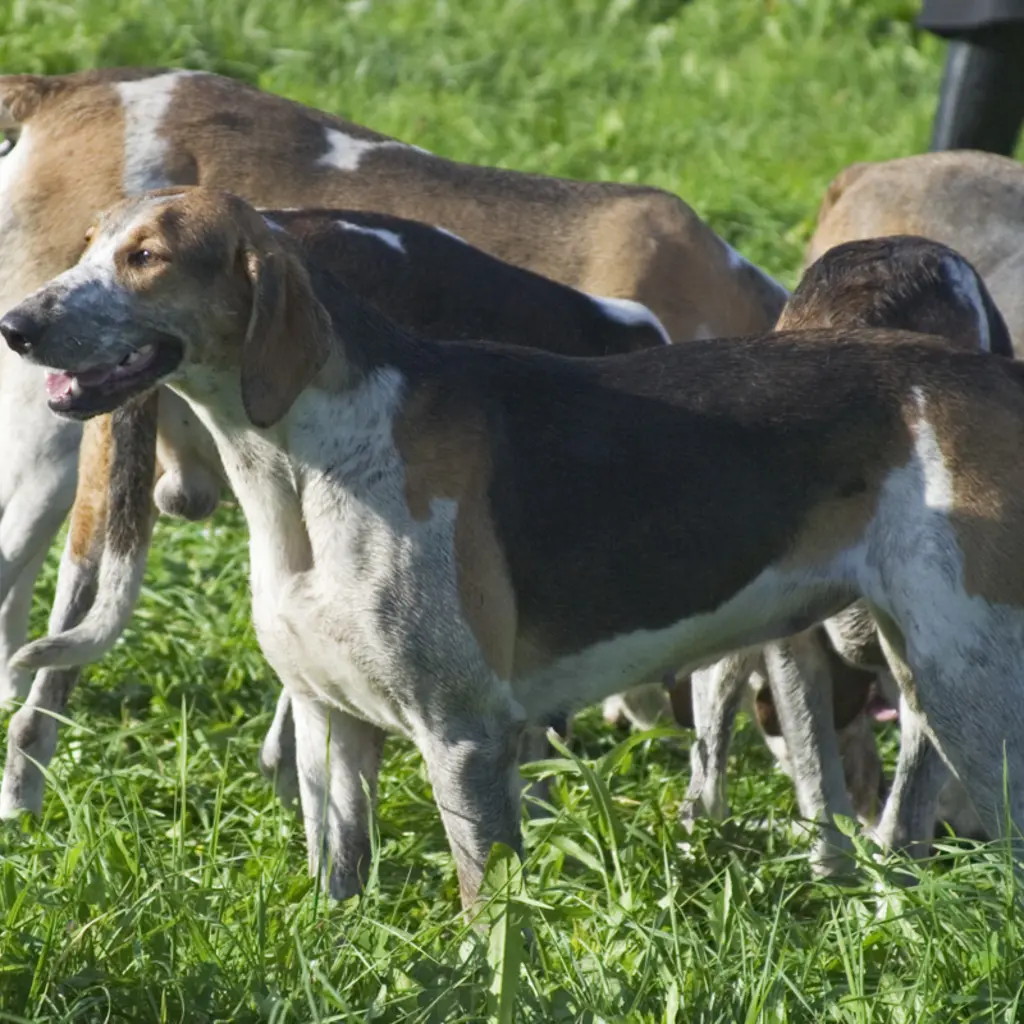 Great Anglo-French Tricolour Hound standing outdoors