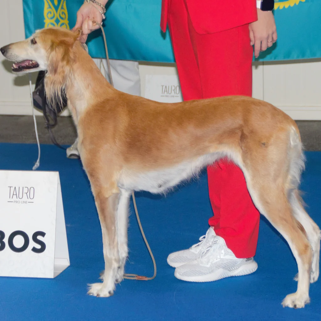 Kazakh Tazy dog