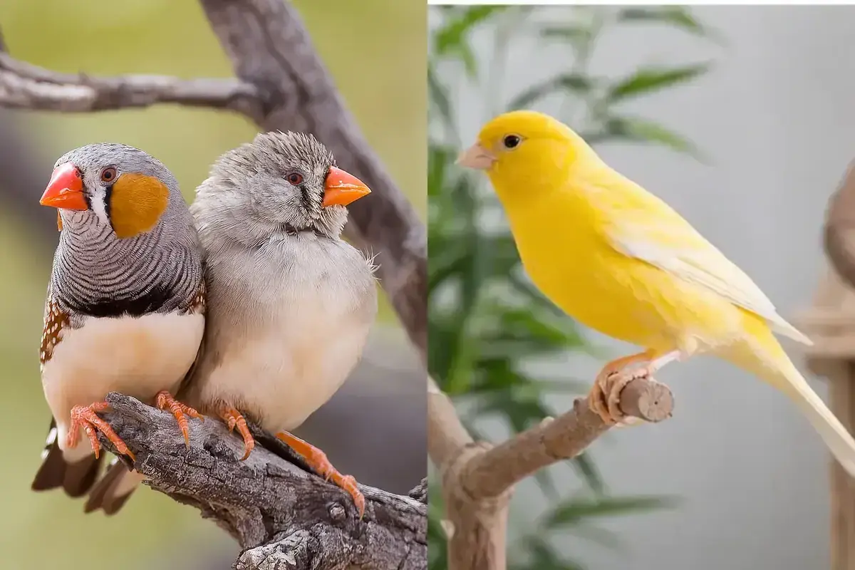 Zebra finches and a canary shown side by side for small-bird housing and compatibility planning.