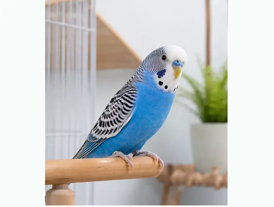 Budgie perched beside a cage in a bright indoor setup