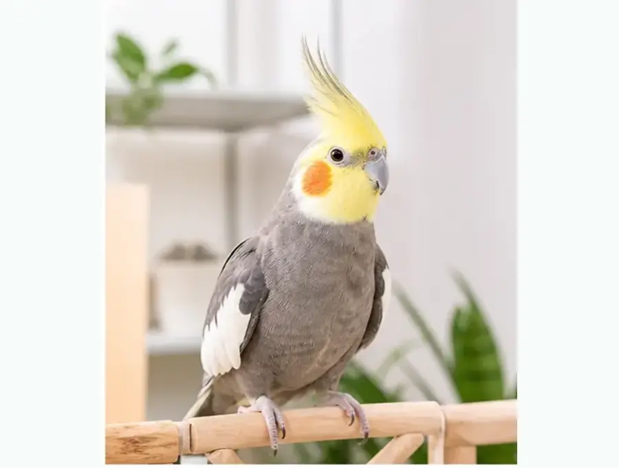 Cockatiel perched on a simple indoor bird stand