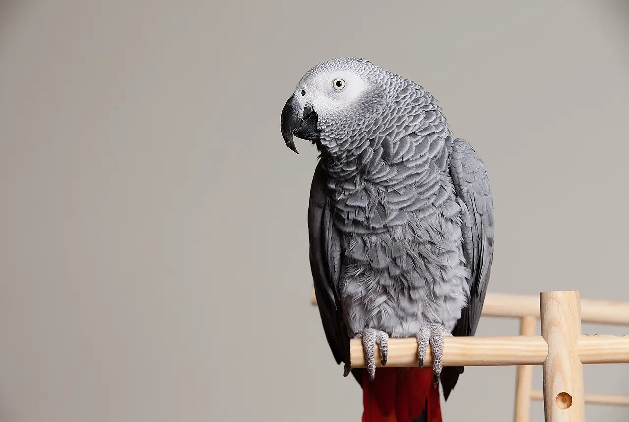 African Greys care guide photo for large parrot housing, diet, and handling planning.