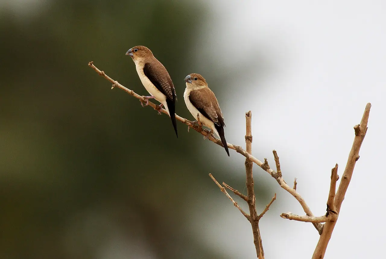 African Silverbills care guide photo for finch and waxbill housing, diet, and handling planning.