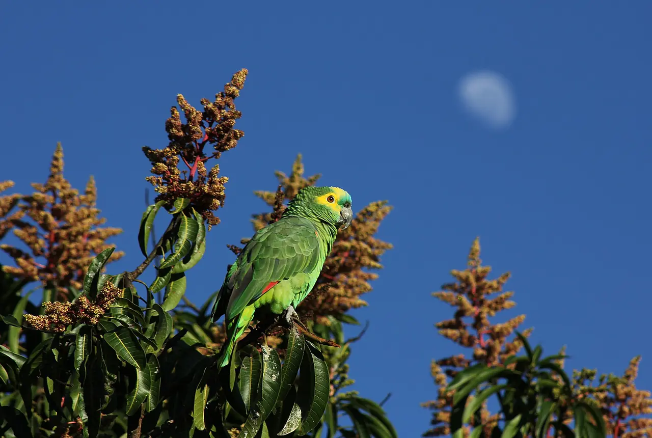 Amazon Parrots care guide photo for amazon parrot housing, diet, and handling planning.