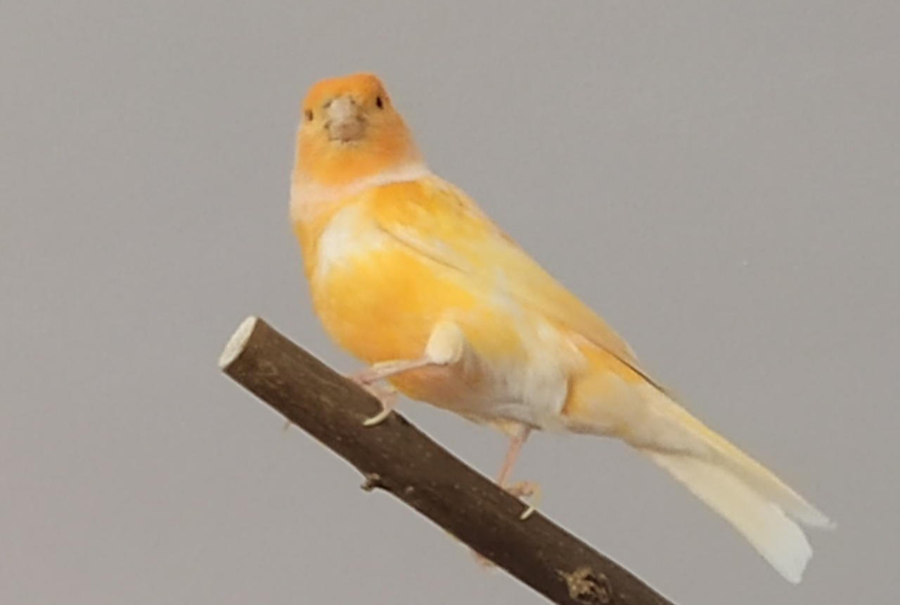 American Singer Canaries care guide photo for canary housing, diet, and handling planning.