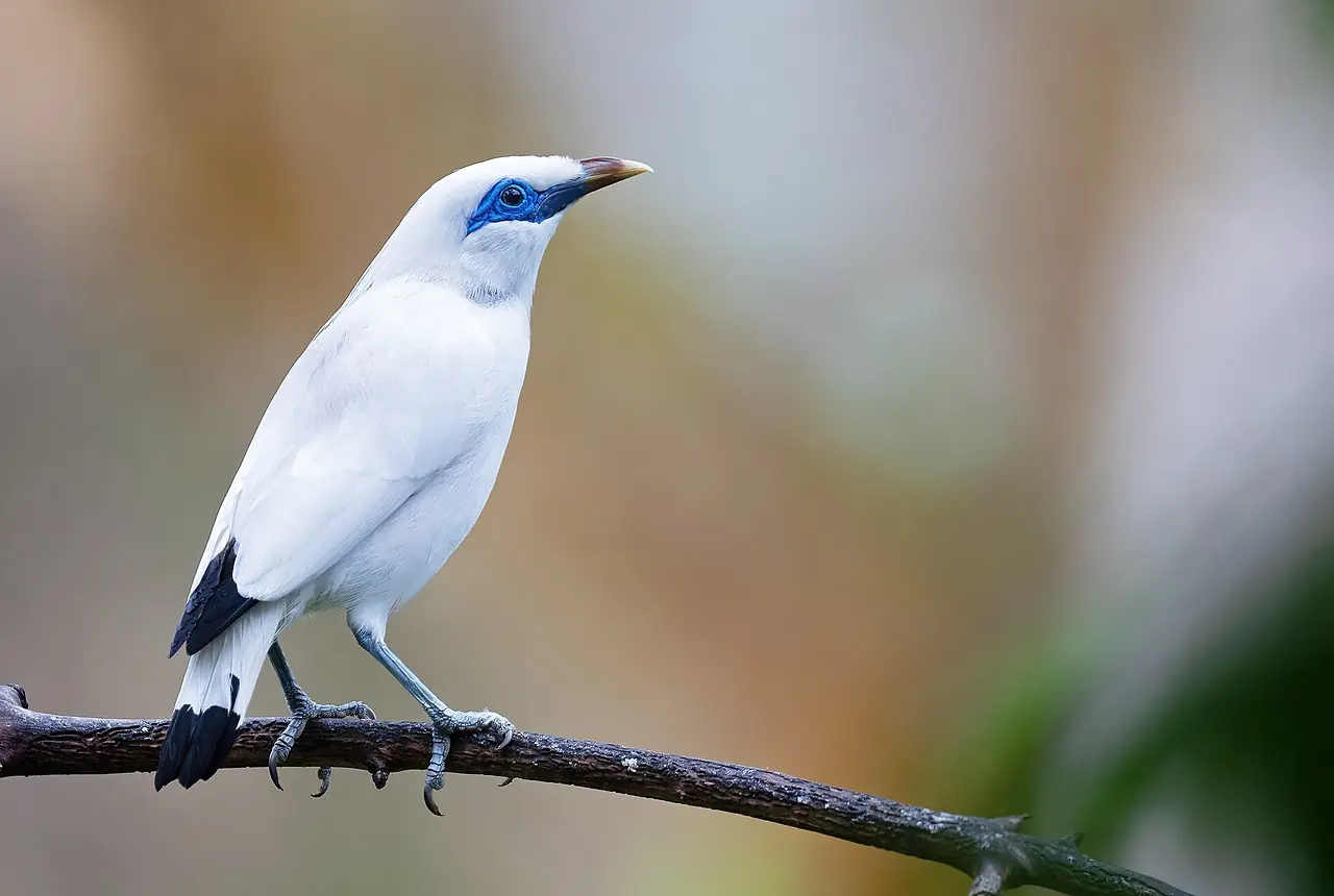 Bali Mynas care guide photo for softbill housing, diet, and handling planning.
