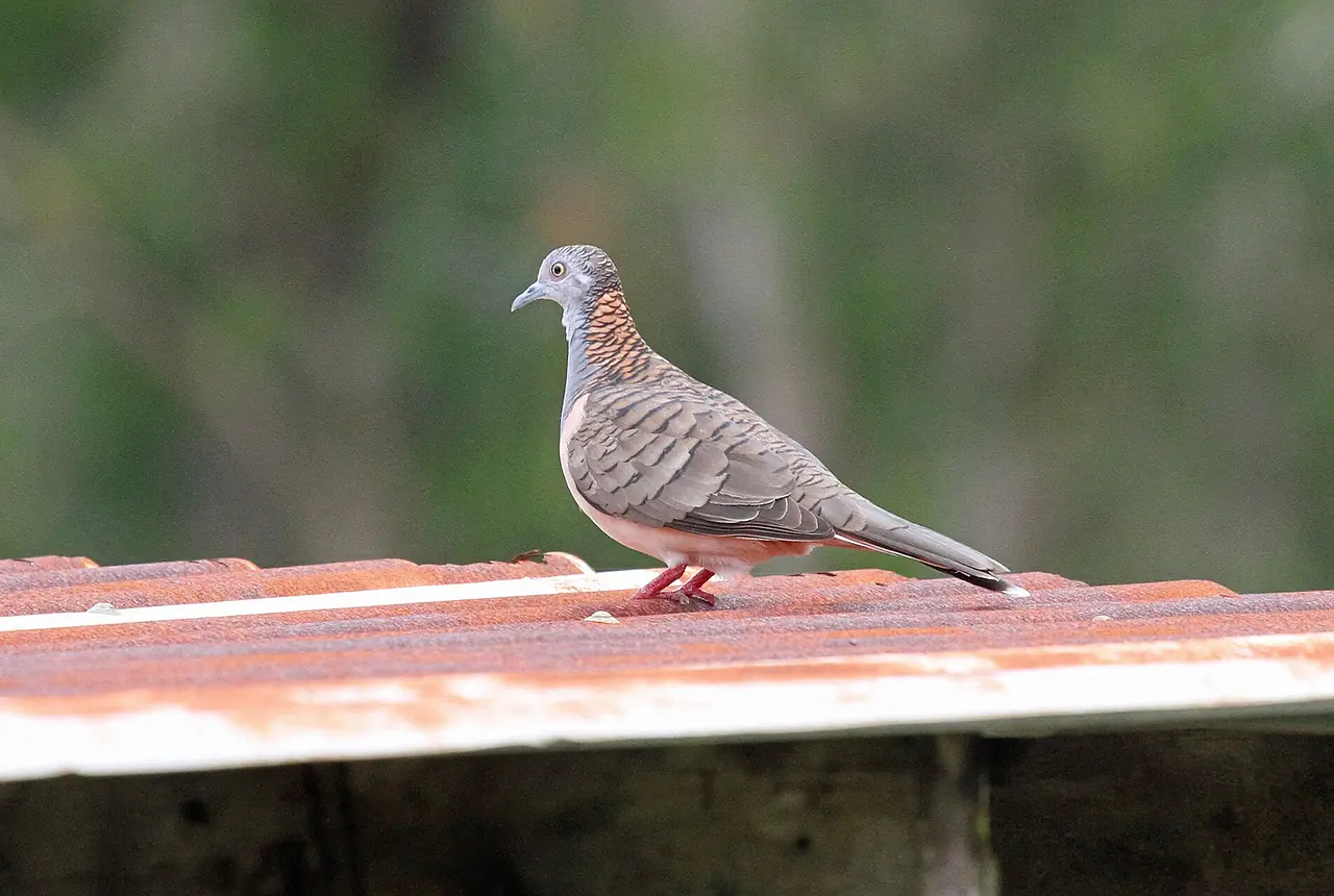 Bar-shouldered Doves care guide photo for dove and pigeon housing, diet, and handling planning.