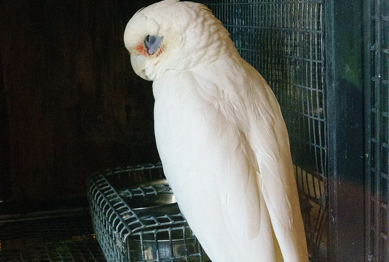 Bare-eyed Cockatoos care guide photo for cockatoo housing, diet, and handling planning.