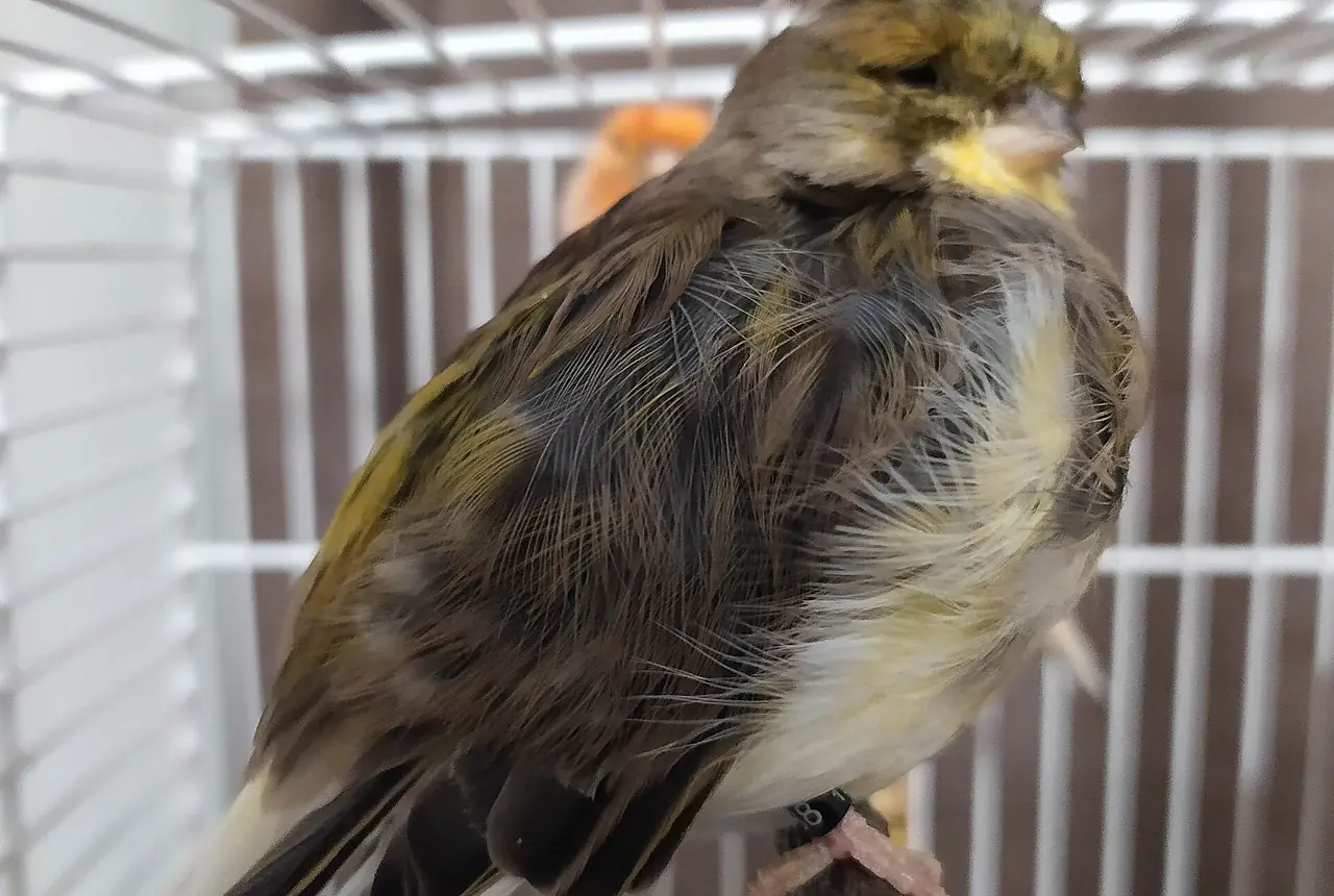 Belgian Fancy Canaries care guide photo for canary housing, diet, and handling planning.