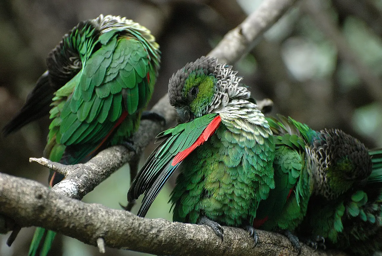 Black-capped Conures care guide photo for conure housing, diet, and handling planning.