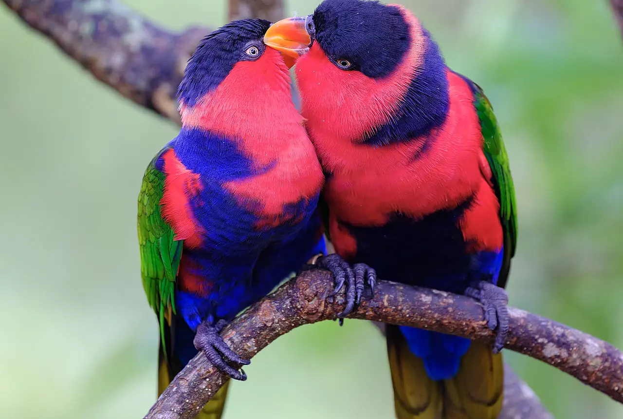 Black-capped Lories care guide photo for lory and lorikeet housing, diet, and handling planning.