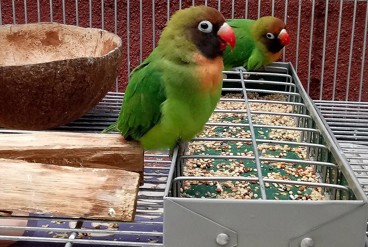 Black-cheeked Lovebirds care guide photo for lovebird housing, diet, and handling planning.