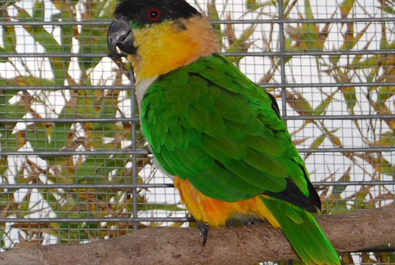 Black-headed Caiques care guide photo for caique housing, diet, and handling planning.
