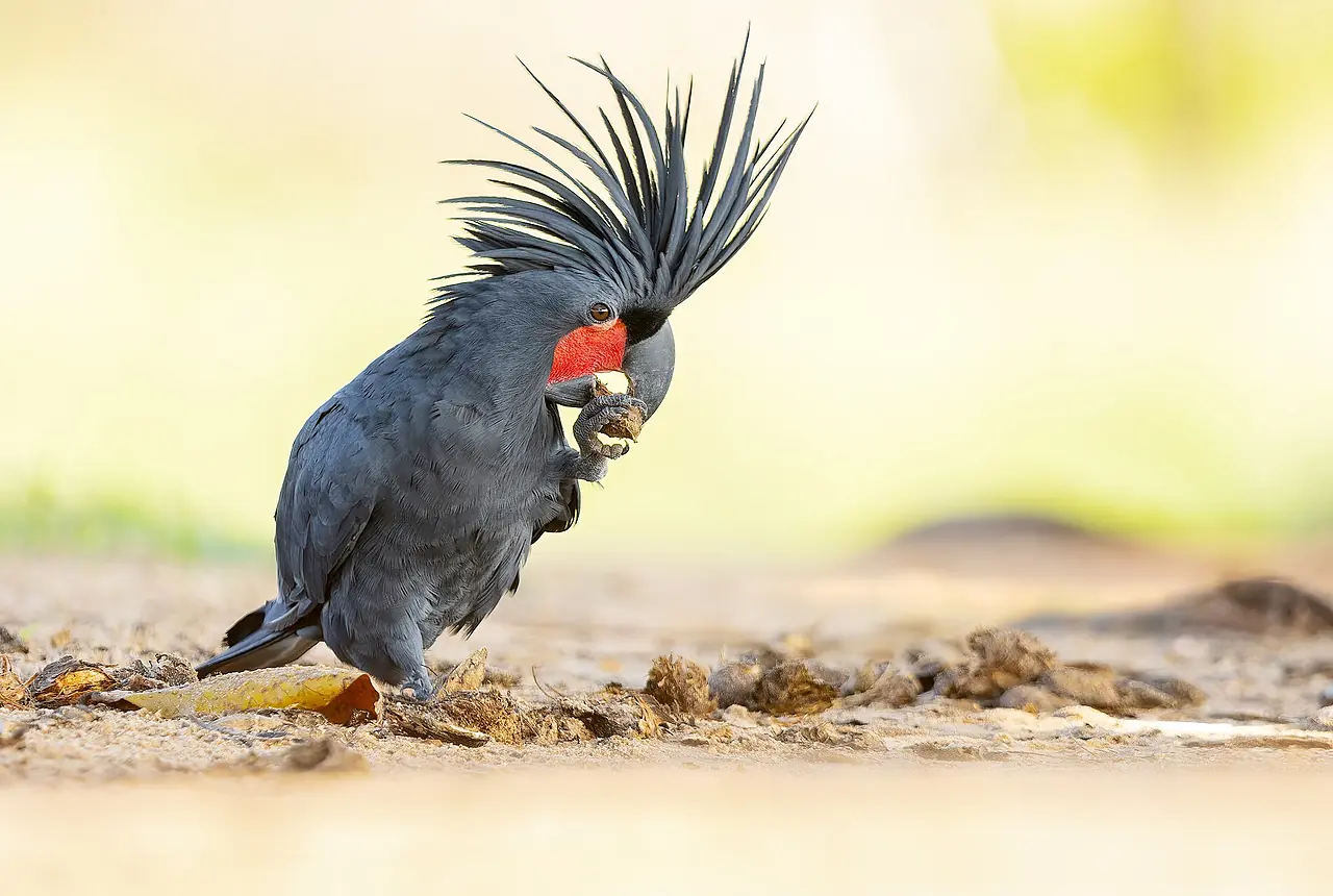 Black Palm Cockatoos care guide photo for cockatoo housing, diet, and handling planning.