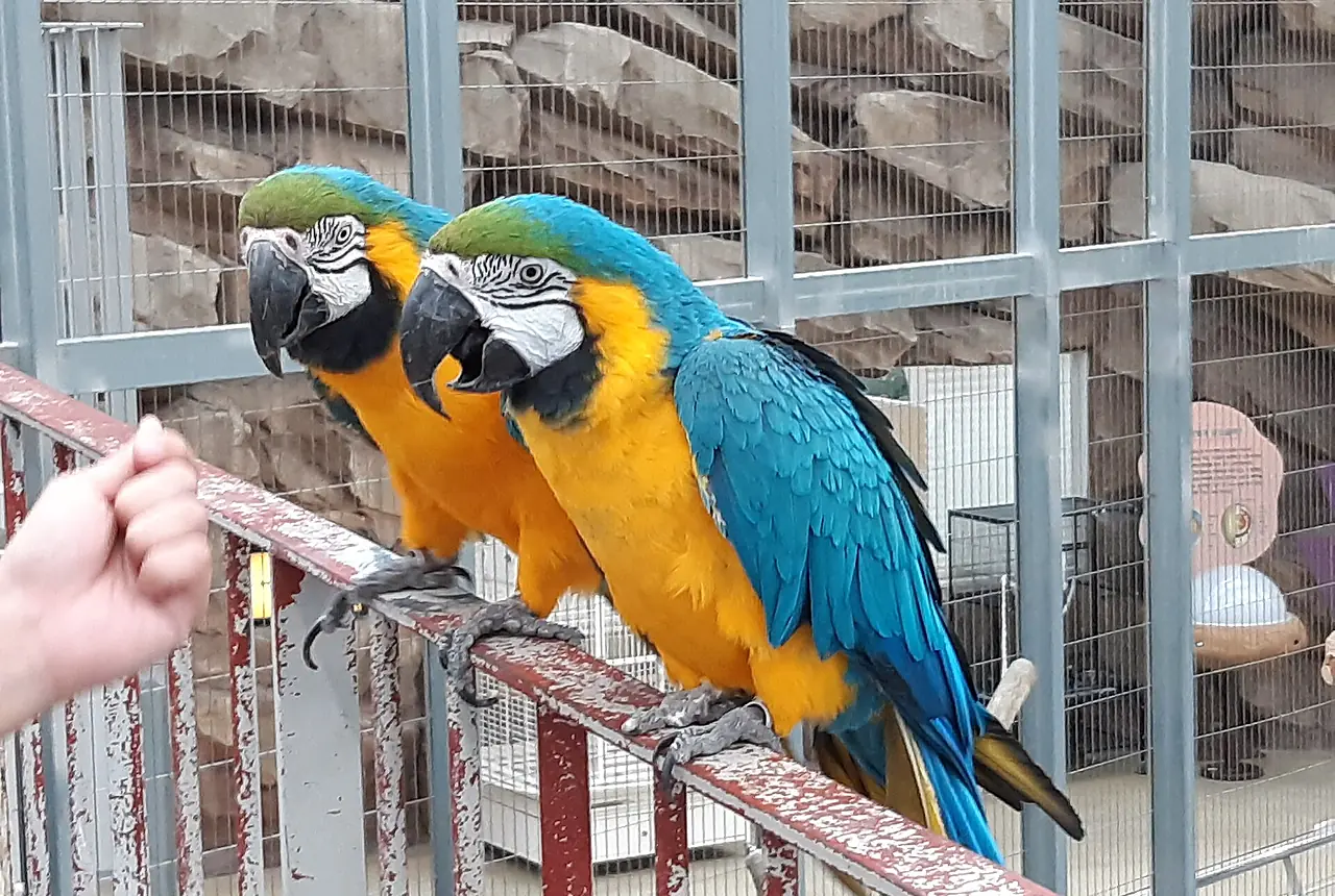 Blue-and-Gold Macaws care guide photo for macaw housing, diet, and handling planning.