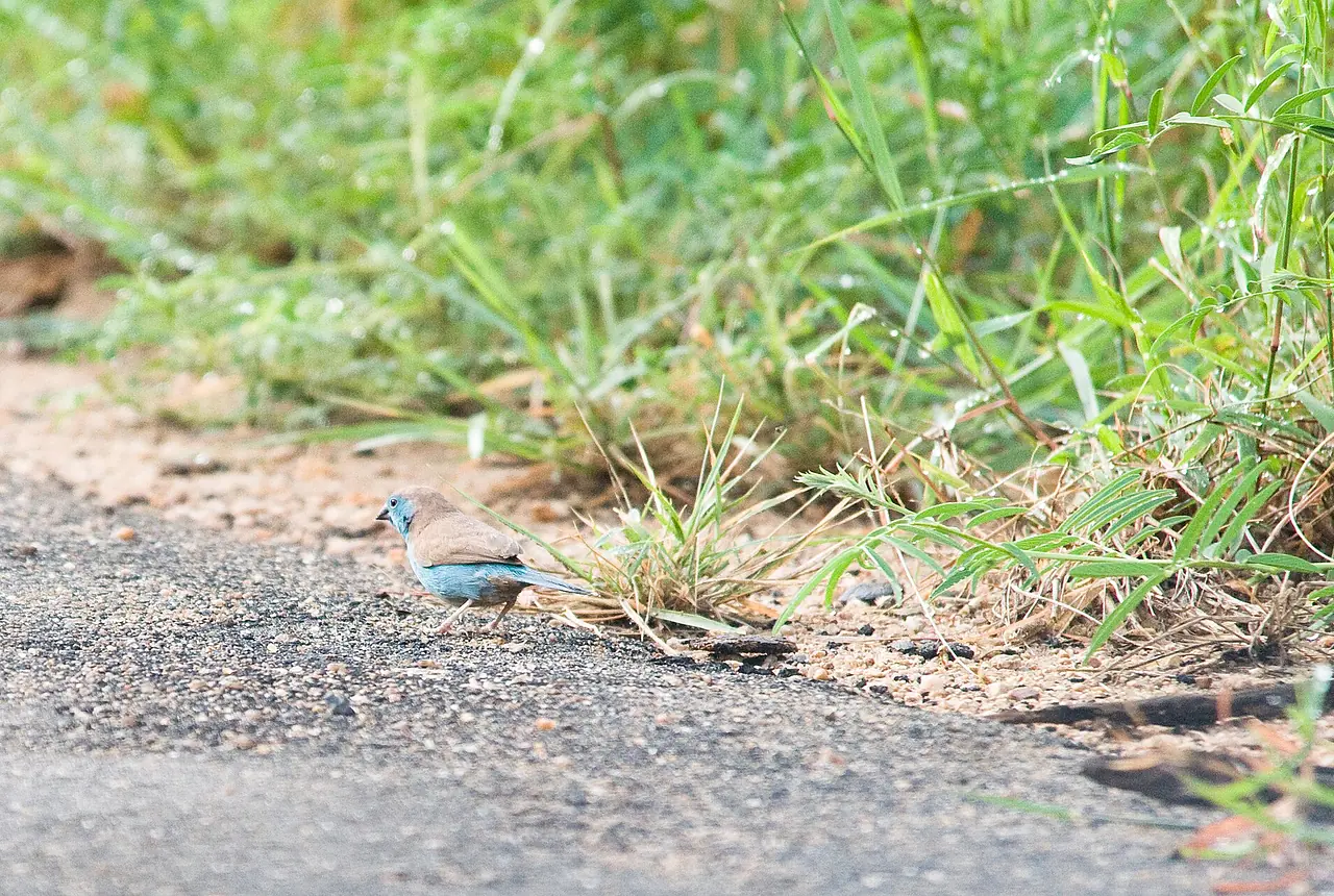 Blue-breasted Cordon-bleus care guide photo for finch and waxbill housing, diet, and handling planning.