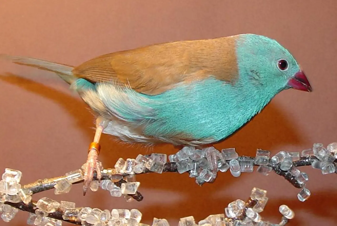 Blue-capped Cordon-bleus care guide photo for finch and waxbill housing, diet, and handling planning.