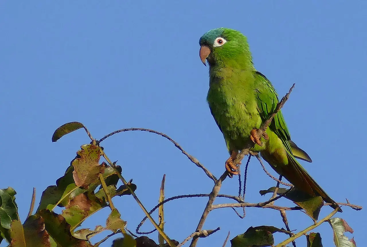 Blue-crowned Conures care guide photo for conure housing, diet, and handling planning.