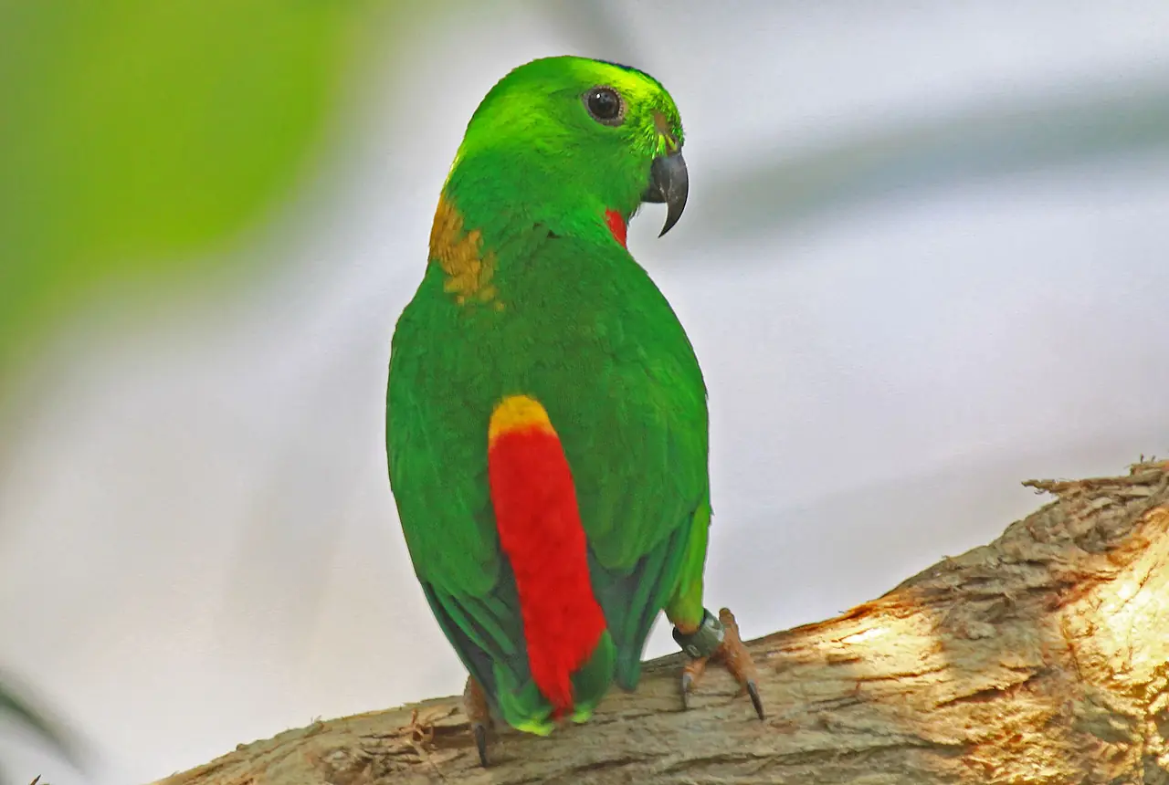 Blue-crowned Hanging Parrots care guide photo for softbill housing, diet, and handling planning.