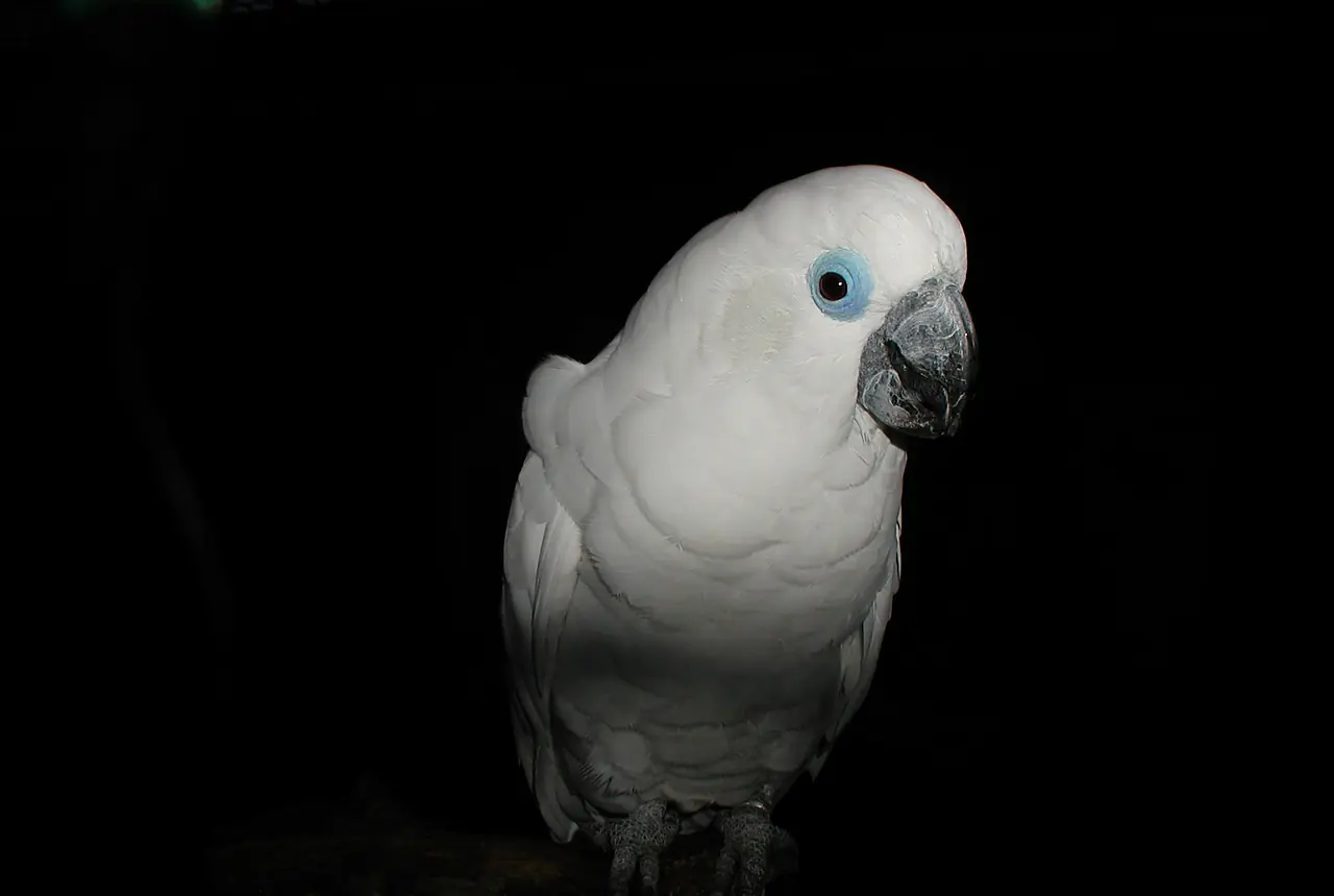 Blue-eyed Cockatoos care guide photo for cockatoo housing, diet, and handling planning.