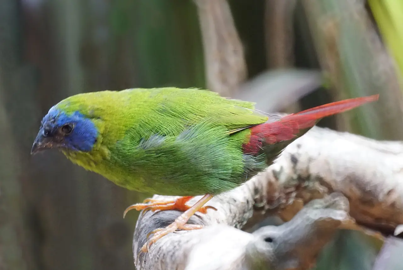 Blue-faced Parrotfinches care guide photo for finch and waxbill housing, diet, and handling planning.