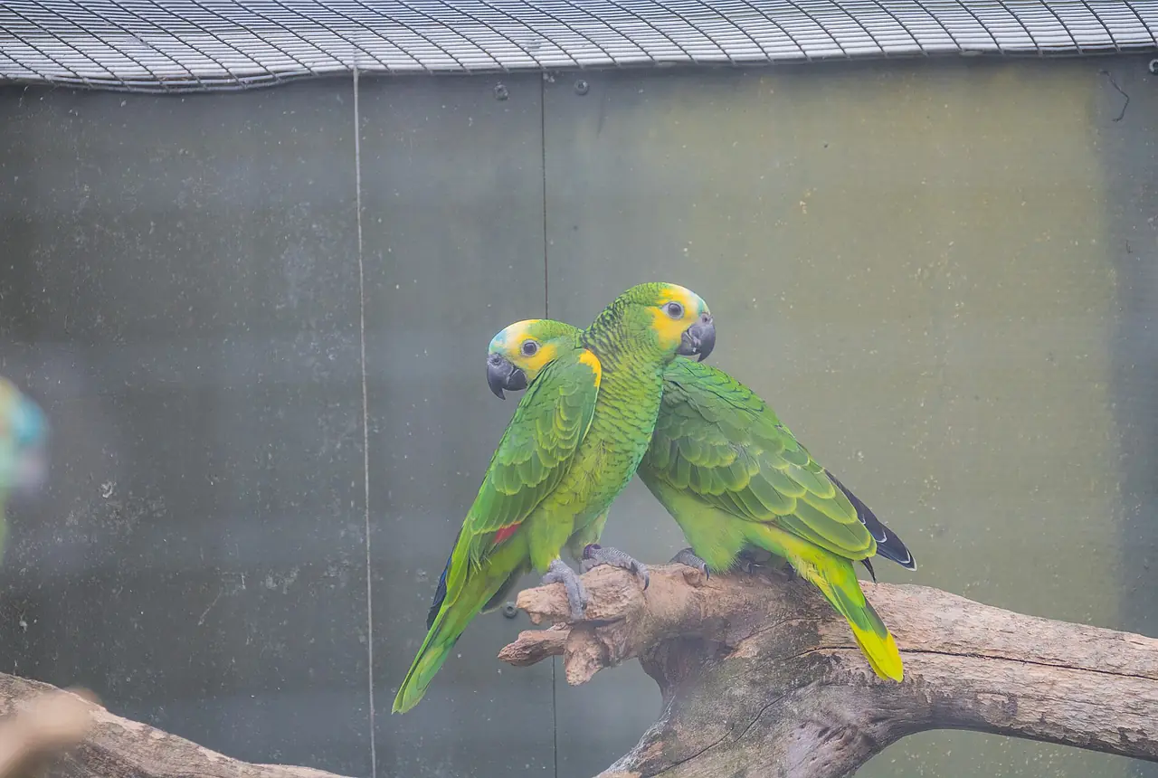 Blue-fronted Amazons care guide photo for amazon parrot housing, diet, and handling planning.