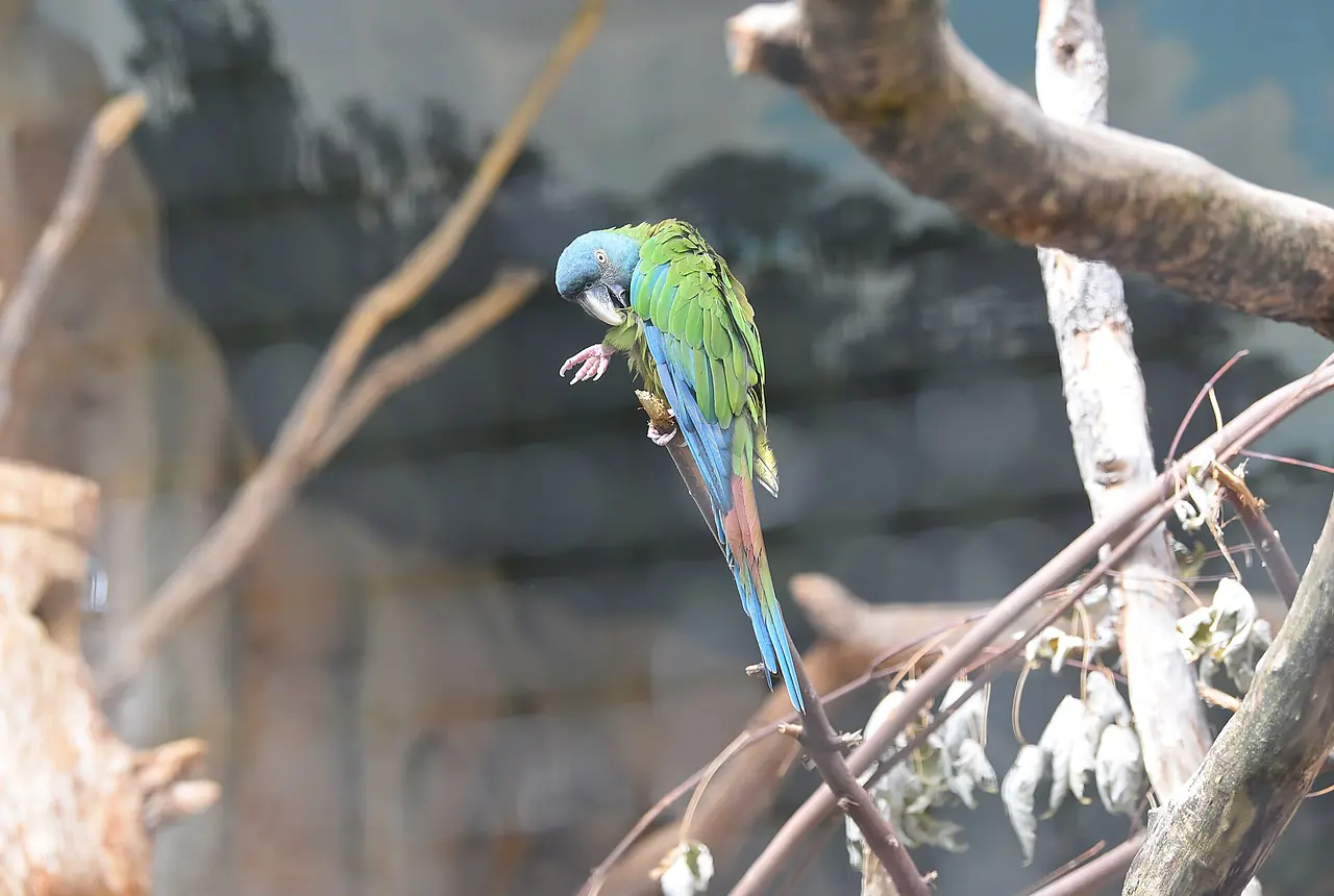 Blue-headed Macaws care guide photo for macaw housing, diet, and handling planning.