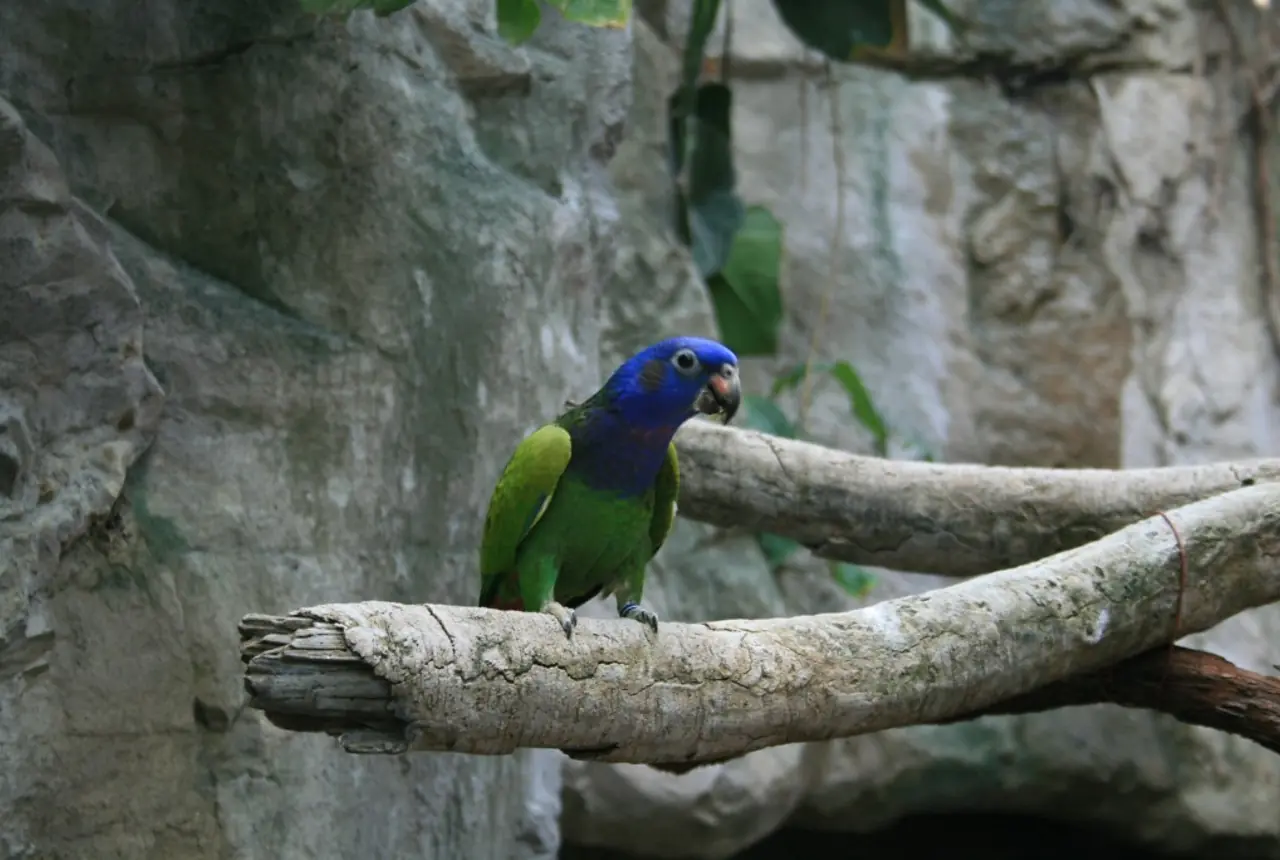 Blue-headed Pionus care guide photo for pionus parrot housing, diet, and handling planning.