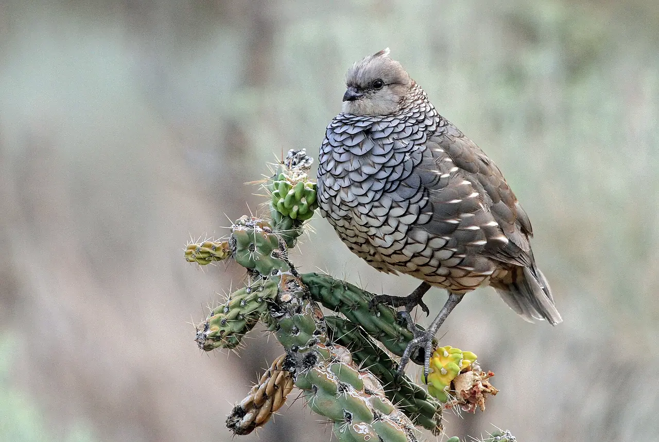 Blue-scale Quail care guide photo for quail housing, diet, and handling planning.