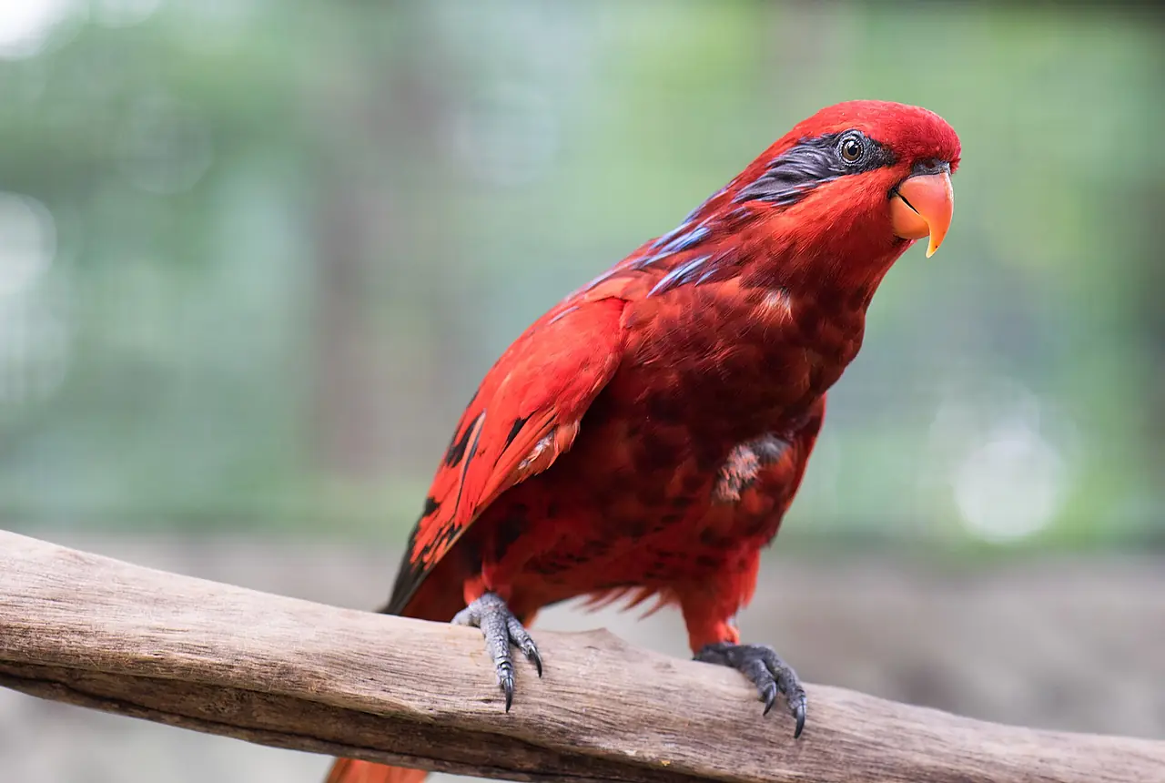 Blue-streaked Lories care guide photo for lory and lorikeet housing, diet, and handling planning.