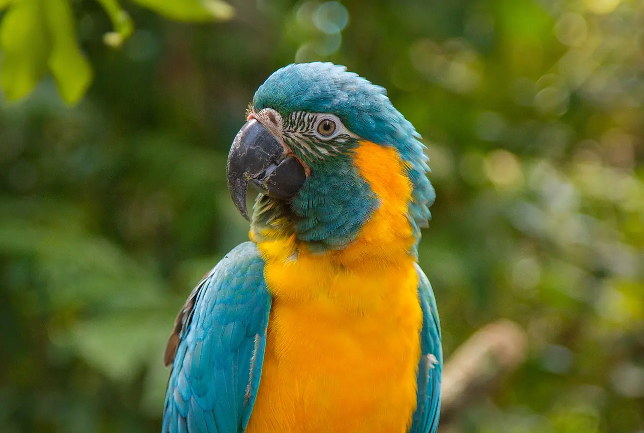 Blue-throated Macaws care guide photo for macaw housing, diet, and handling planning.