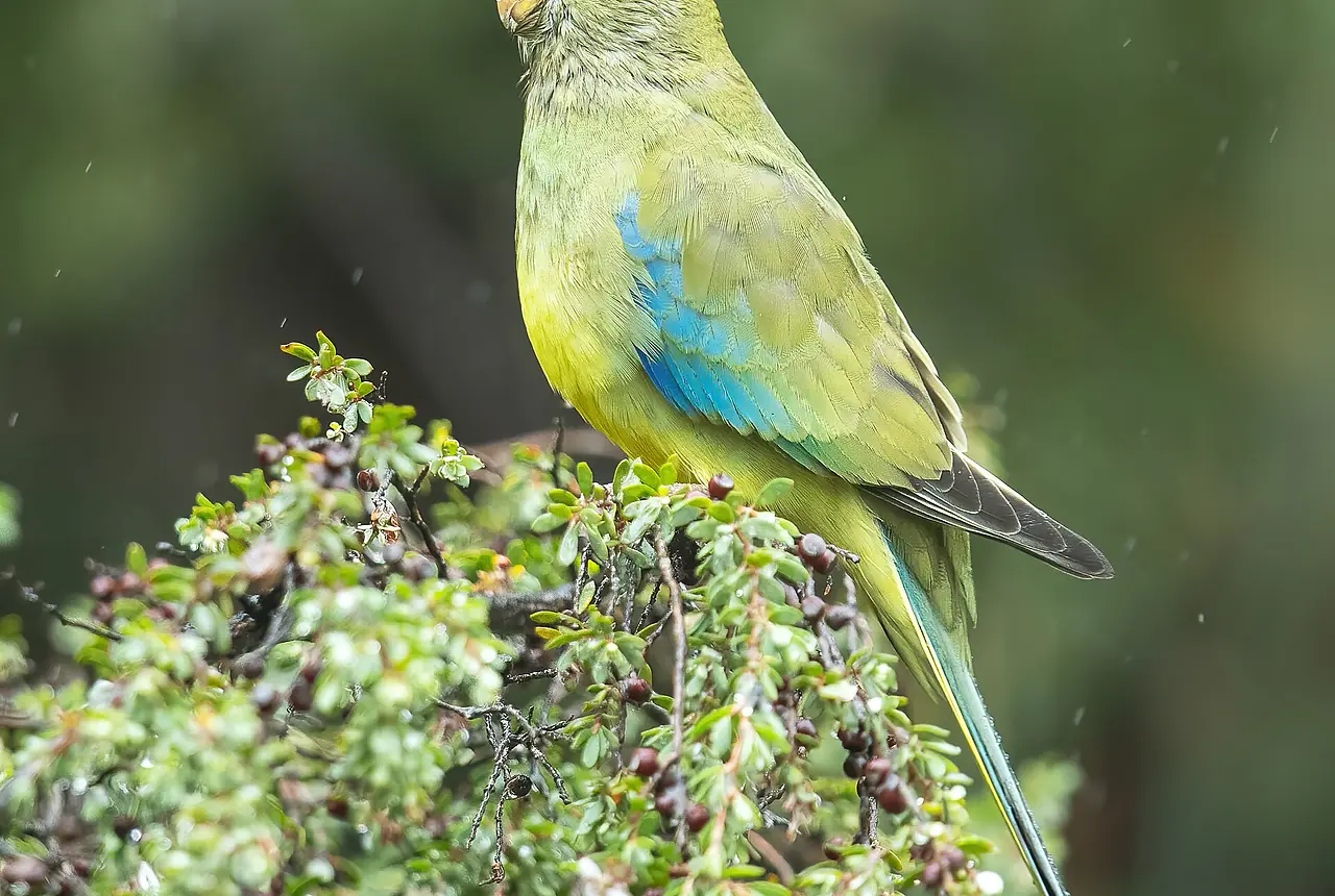 Blue-winged Parrots care guide photo for parakeet and small parrot housing, diet, and handling planning.