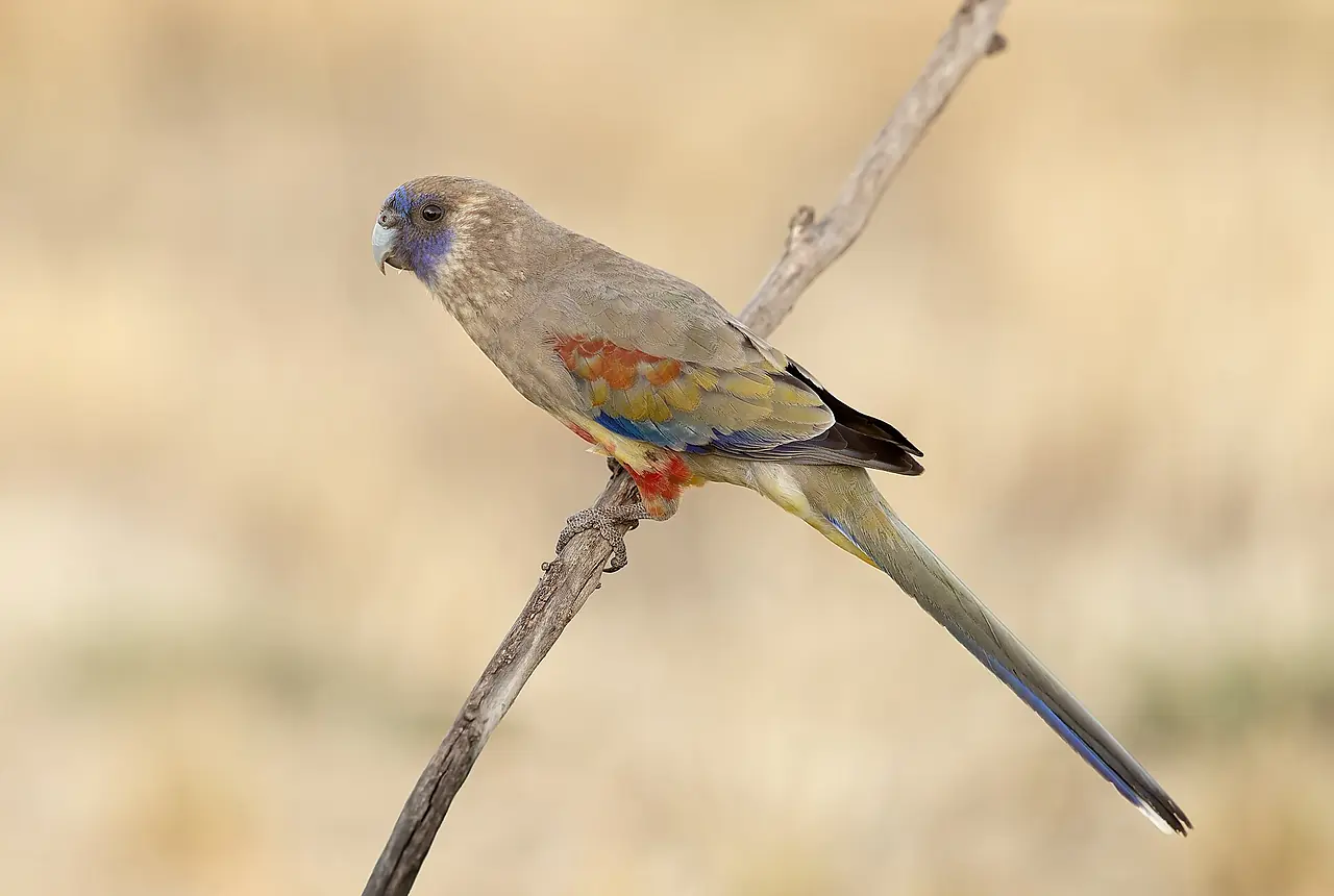 Bluebonnet Parrots care guide photo for parakeet and small parrot housing, diet, and handling planning.