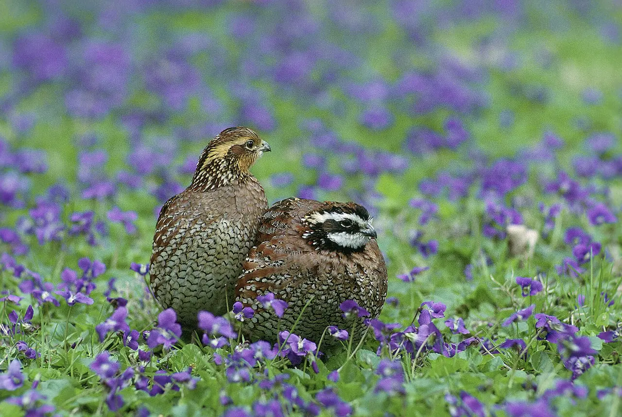 Bobwhite Quail care guide photo for quail housing, diet, and handling planning.