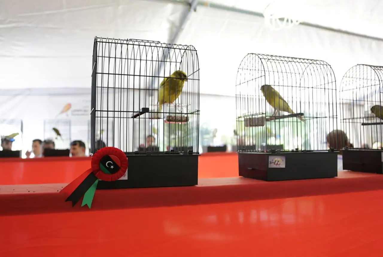 Border Canaries care guide photo for canary housing, diet, and handling planning.