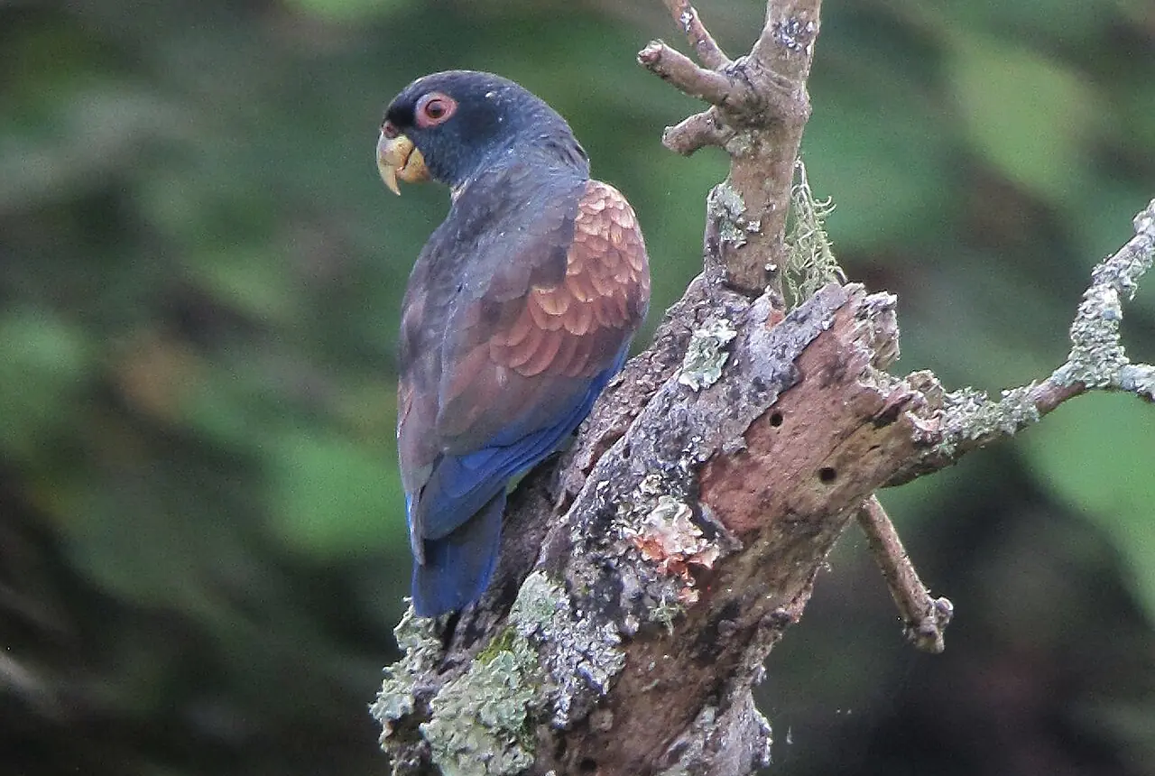 Bronze-winged Pionus care guide photo for pionus parrot housing, diet, and handling planning.