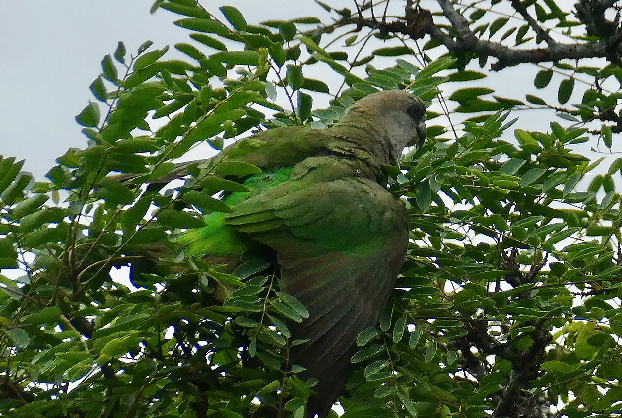 Brown-headed Parrots care guide photo for african parrot housing, diet, and handling planning.