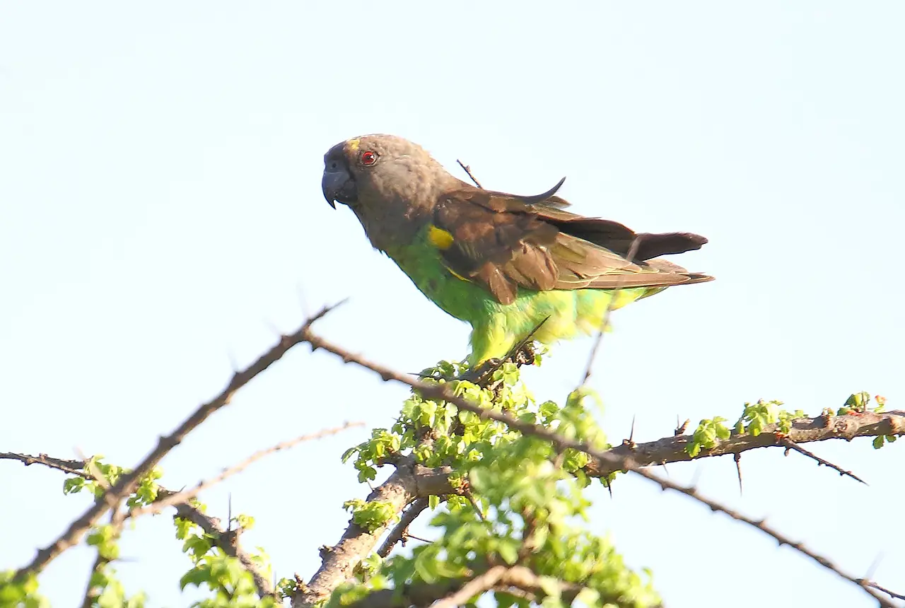 Brown-necked Parrots care guide photo for african parrot housing, diet, and handling planning.