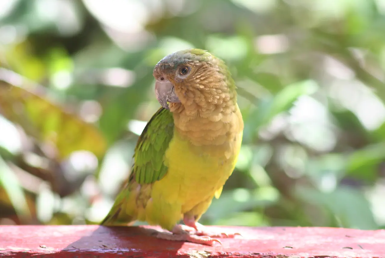 Brown-throated Conures care guide photo for conure housing, diet, and handling planning.