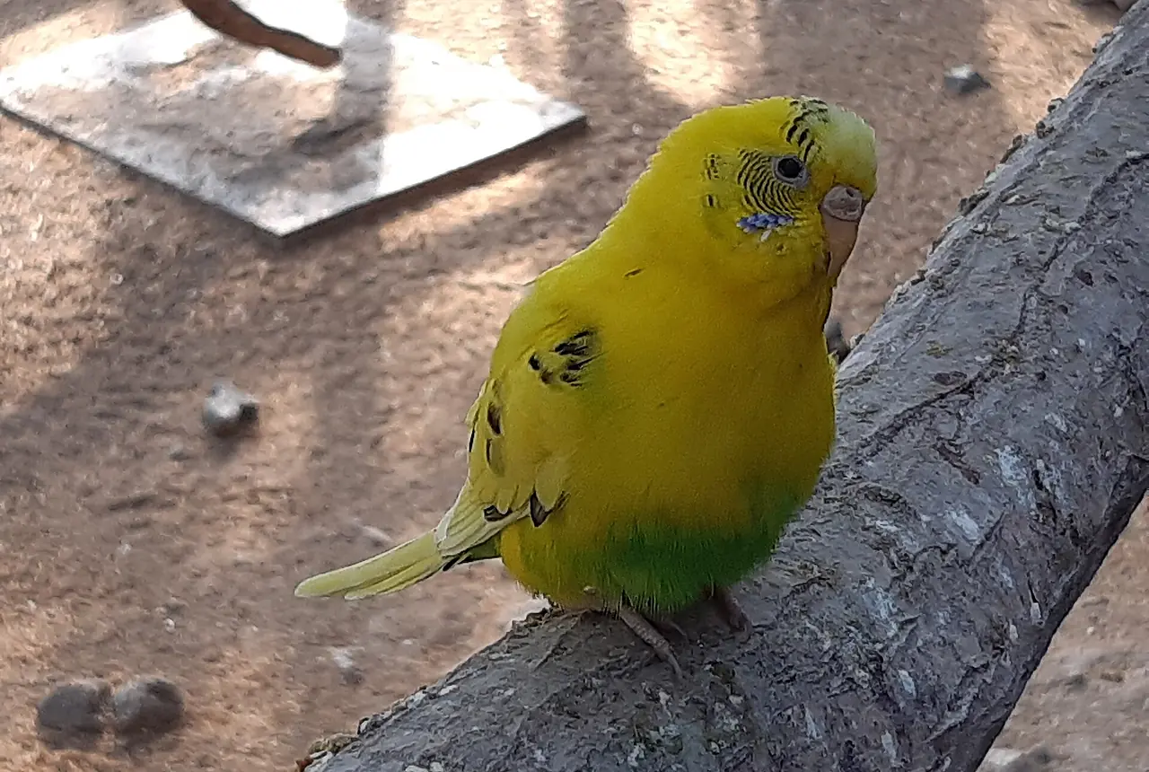 Green-and-yellow budgie standing on a person's finger, with its eyes, beak, wings, feet, and full body in sharp view.