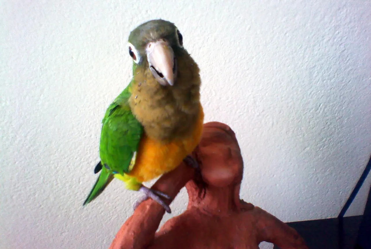 Cactus Conures care guide photo for conure housing, diet, and handling planning.