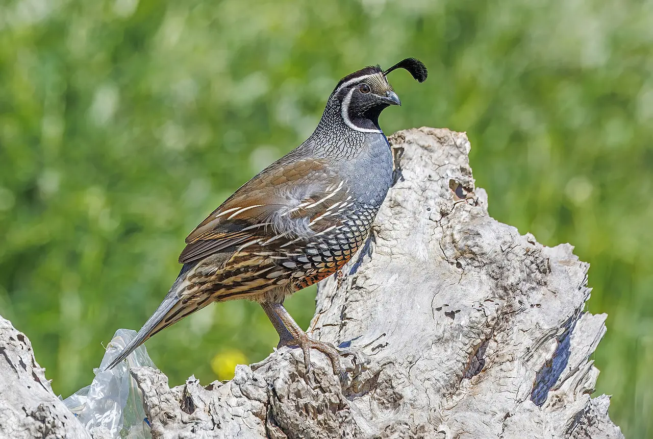 California Quail care guide photo for quail housing, diet, and handling planning.