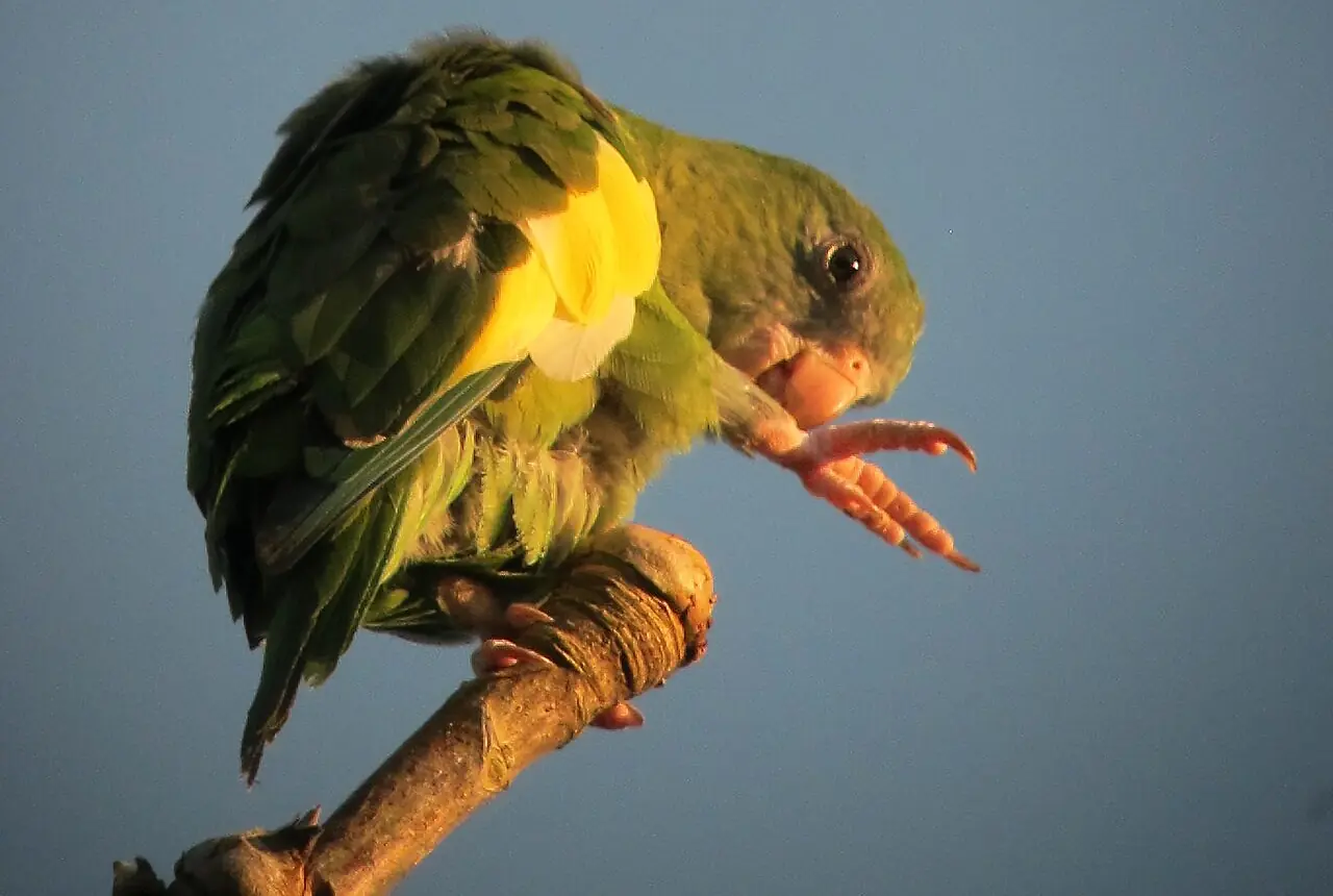 Canary-winged Parakeets care guide photo for parakeet and small parrot housing, diet, and handling planning.