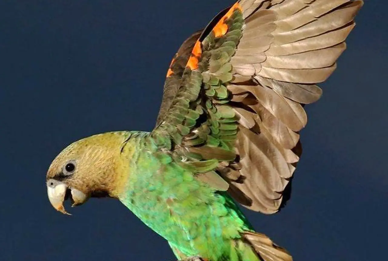 Cape Parrots care guide photo for african parrot housing, diet, and handling planning.