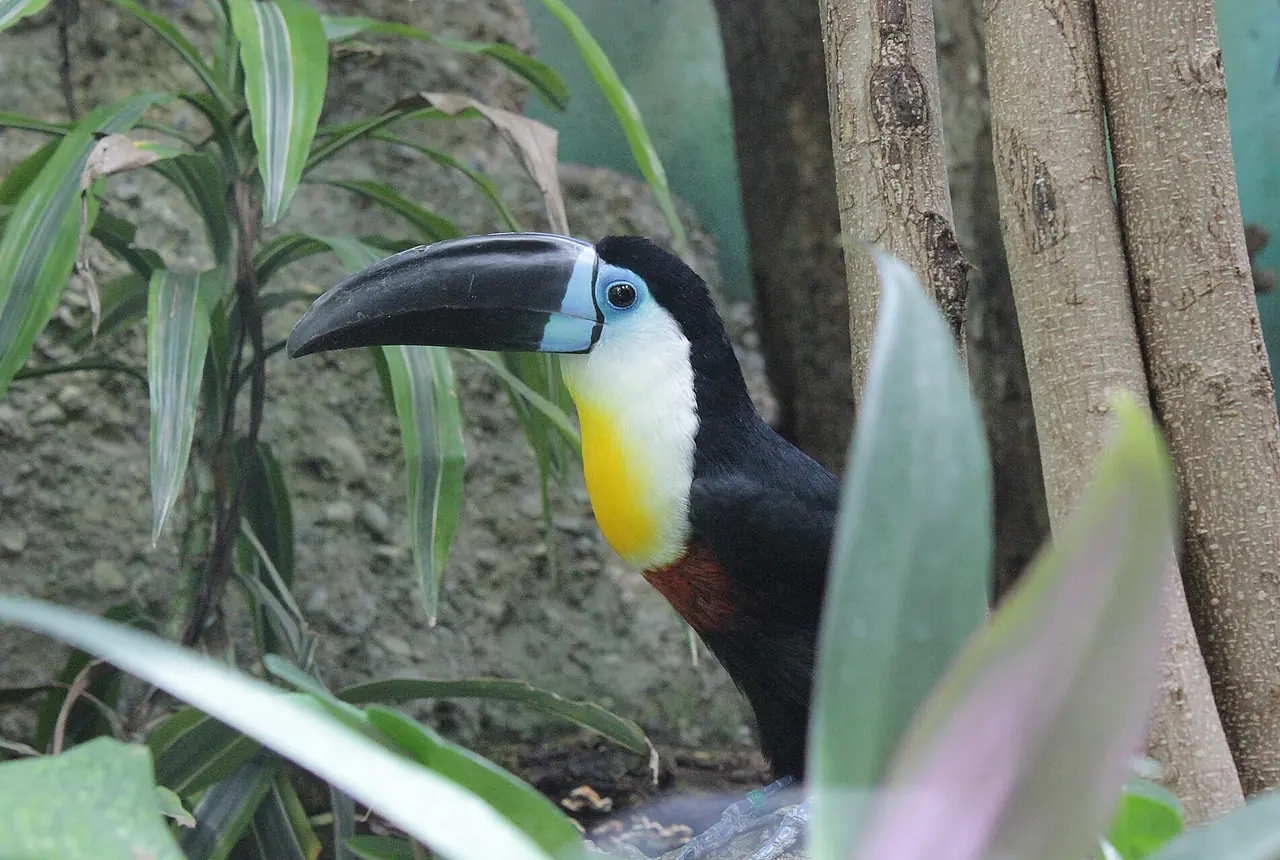 Channel-billed Toucans care guide photo for softbill housing, diet, and handling planning.