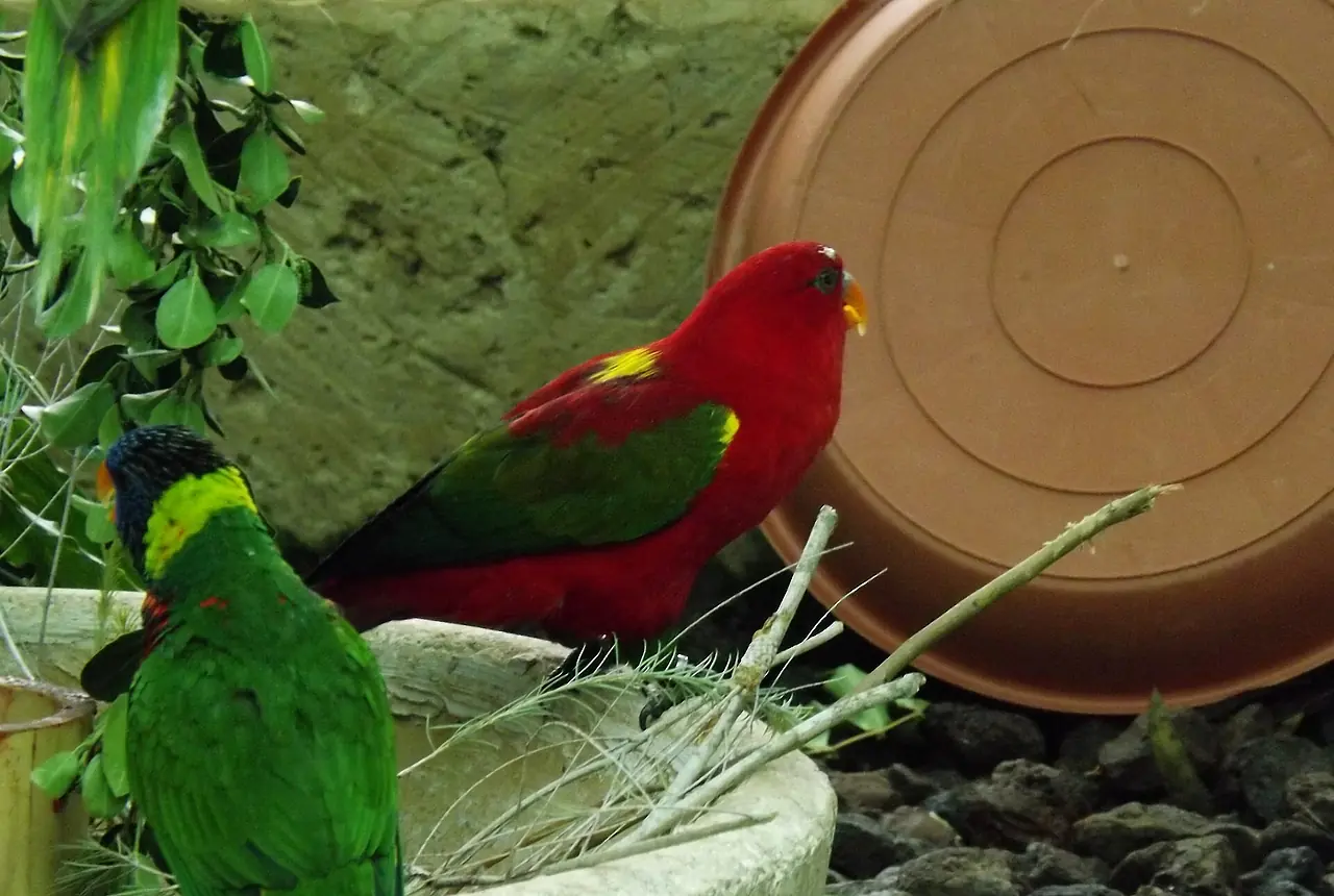 Chattering Lories care guide photo for lory and lorikeet housing, diet, and handling planning.