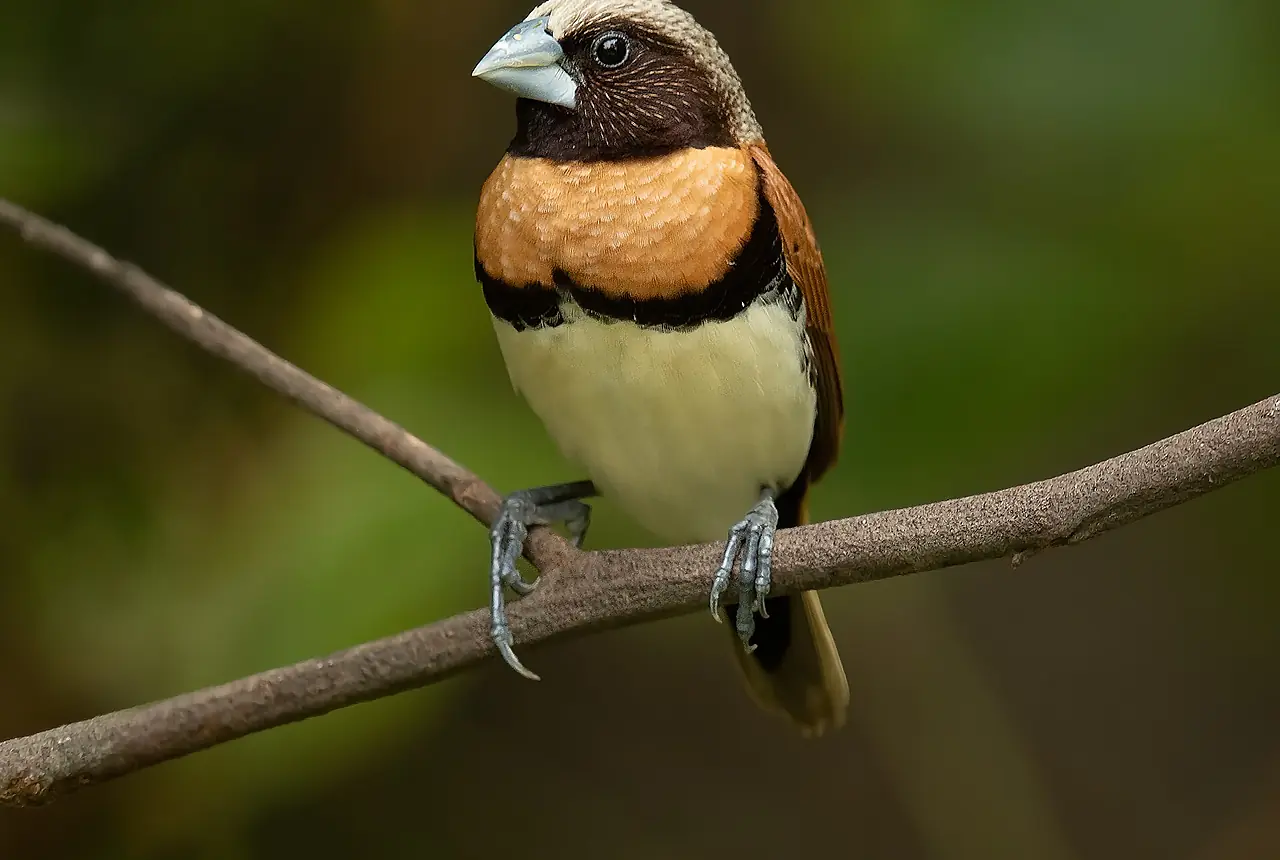 Chestnut-breasted Mannikins care guide photo for finch and waxbill housing, diet, and handling planning.