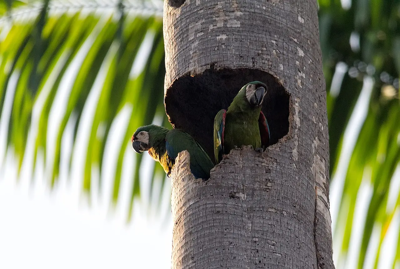 Chestnut-fronted Macaws care guide photo for macaw housing, diet, and handling planning.